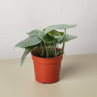 Satin Pothos 'Platinum Java' (Scindapsus pictus)