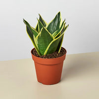 Snake Plant 'Black Gold' (Sansevieria trifasciata)