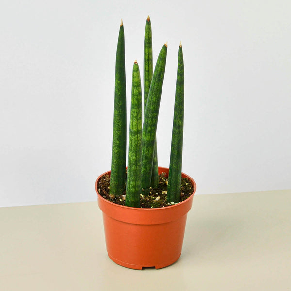 Cylindrical Snake Plant (Sansevieria cylindrica)