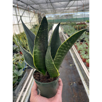 Snake Plant 'Fabi' (Sansevieria trifasciata)
