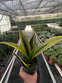 Snake Plant 'Gold Flame' (Sansevieria trifasciata)