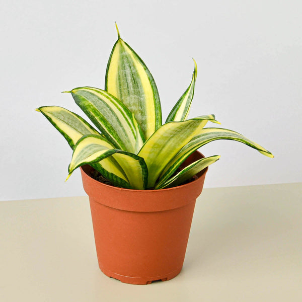 Golden Bird's Nest Snake Plant (Sansevieria trifasciata 'Golden Hahnii')