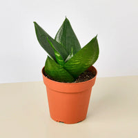 Jade Bird's Nest Snake Plant (Sansevieria trifasciata 'Hahnii')