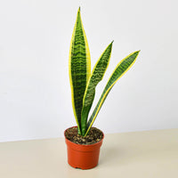 Snake Plant 'Laurentii' (Sansevieria trifasciata)