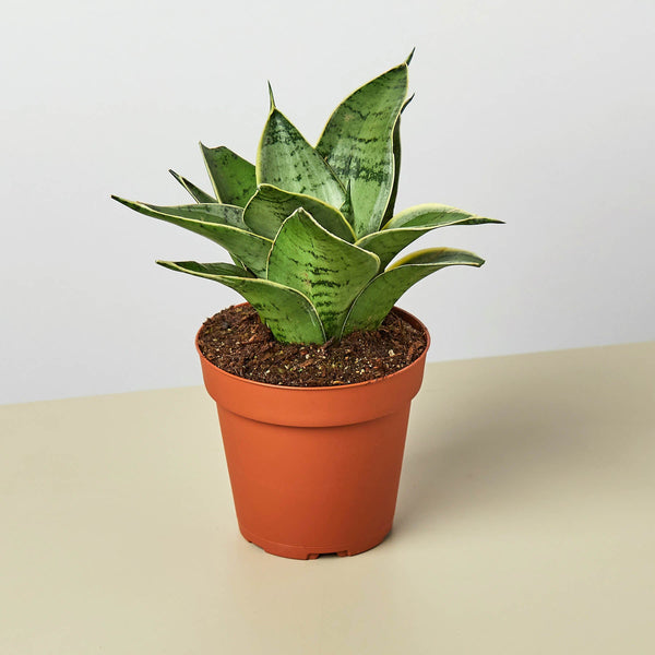 Snake Plant 'Starlight' (Sansevieria trifasciata)