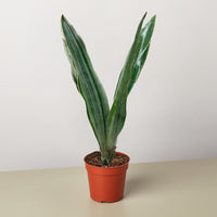 Snake Plant 'Sayuri' (Sansevieria)