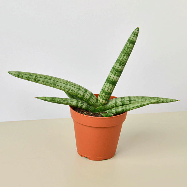 Starfish Snake Plant (Sansevieria cylindrica 'Boncel')