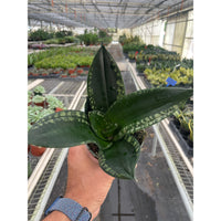 Snake Plant 'Whitney' (Sansevieria trifasciata)