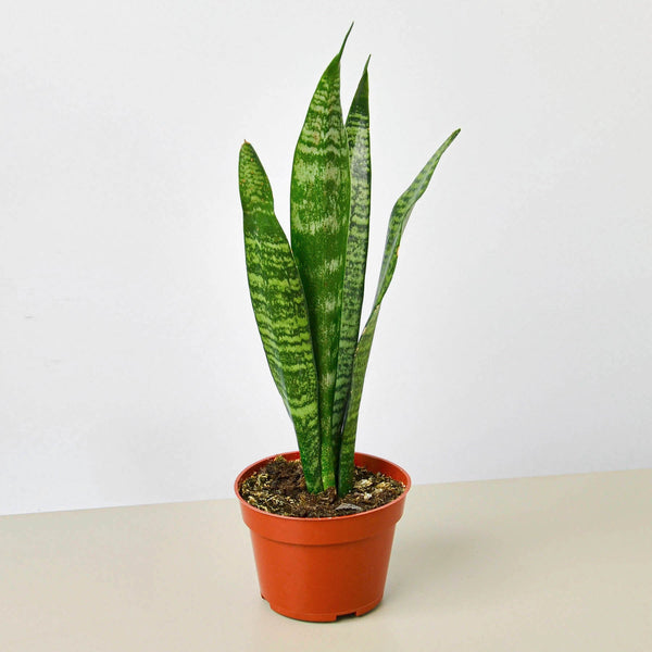 Snake Plant 'Zeylanica' (Sansevieria trifasciata)