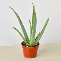 Aloe Vera (Aloe barbadensis)