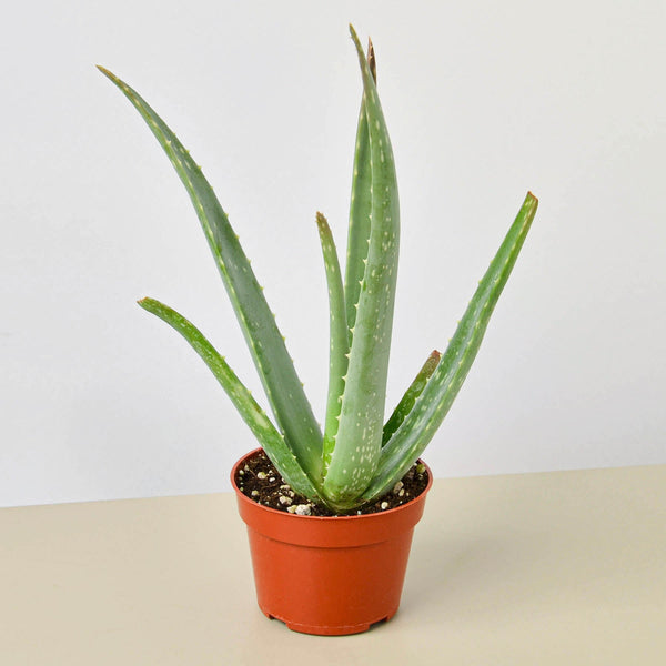 Aloe Vera (Aloe barbadensis)