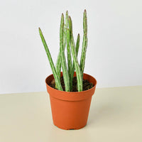Pickle Plant (Senecio stapeliiformis)