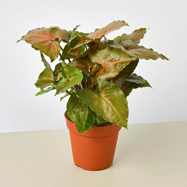 Arrowhead Plant 'Merry' (Syngonium podophyllum)