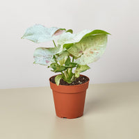 Arrowhead Plant 'Milk Confetti' (Syngonium podophyllum)