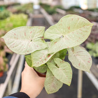 Arrowhead Plant 'Milk Confetti' (Syngonium podophyllum)