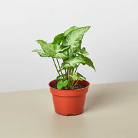 Arrowhead Plant 'White Butterfly' (Syngonium podophyllum)