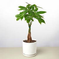 Braided Money Tree (Pachira aquatica)