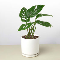 Swiss Cheese Vine (Monstera adansonii)