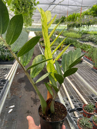 ZZ Plant 'Chameleon' (Zamioculcas zamiifolia)