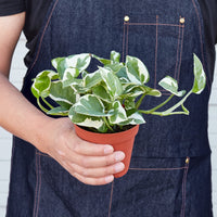 Pothos 'N'Joy' (Epipremnum aureum)