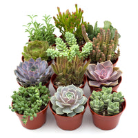 Succulent Variety Pack, 4 Inch Pots (4, 12 or 20 Plants)