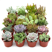 Succulent Variety Pack, 4 Inch Pots (4, 12 or 20 Plants)