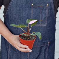 Pink Princess Philodendron (Philodendron erubescens)