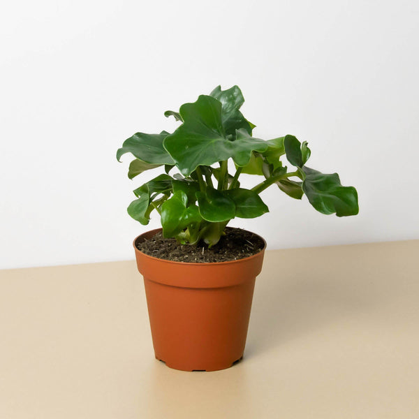 Philodendron 'Atom' (Thaumatophyllum bipinnatifidum)