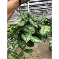 Satin Pothos 'Silver Splash' (Scindapsus pictus 'Exotica')
