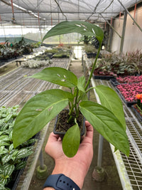 Swiss Cheese Vine (Monstera adansonii)