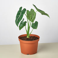 Alocasia 'Frydek' Green Velvet (Alocasia micholitziana)