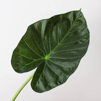 Alocasia 'Regal Shield' (Alocasia hybrid)