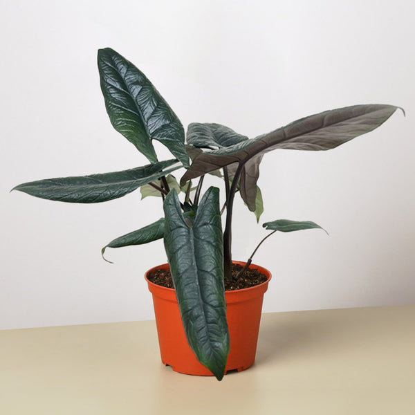 Alocasia Scalprum (Alocasia scalprum)