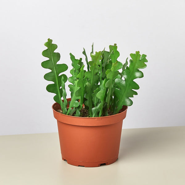 Fishbone Cactus 'Ric Rac' (Selenicereus anthonyanus)