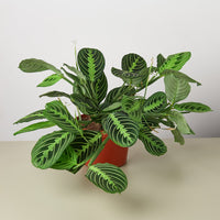 Lemon Lime Prayer Plant (Maranta leuconeura)