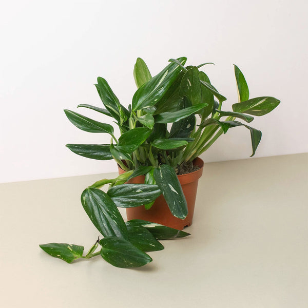 Variegated Monstera Standleyana 'Albo' (Monstera standleyana)
