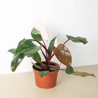 Pink Princess Philodendron (Philodendron erubescens)