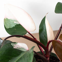 Pink Princess Philodendron (Philodendron erubescens)