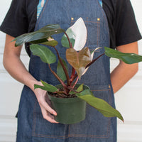Pink Princess Philodendron (Philodendron erubescens)