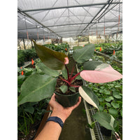 Pink Princess Philodendron (Philodendron erubescens)