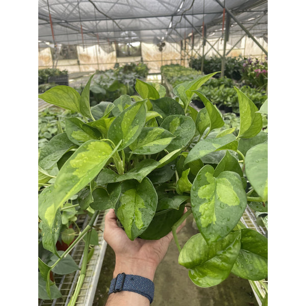 Pothos 'Global Green' (Epipremnum aureum)