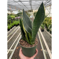 Snake Plant 'Fabi' (Sansevieria trifasciata)