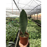 Shark Fin Snake Plant (Sansevieria masoniana)