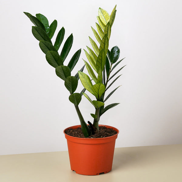 ZZ Plant 'Chameleon' (Zamioculcas zamiifolia)