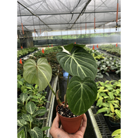 Philodendron Gloriosum (Philodendron gloriosum)