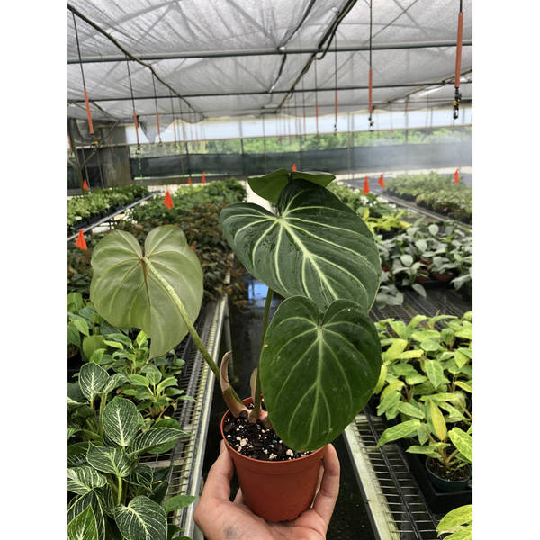 Philodendron Gloriosum (Philodendron gloriosum)