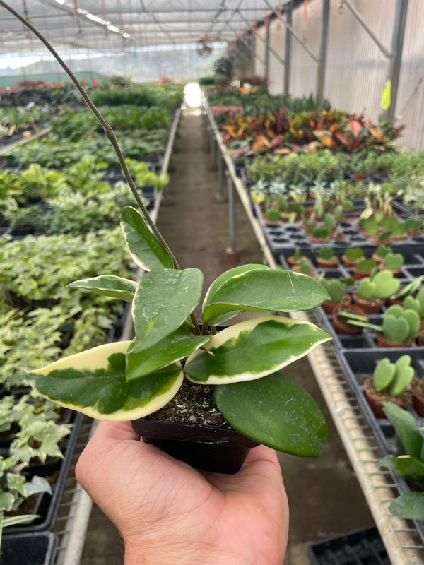 Hoya 'Tricolor' (Hoya carnosa)