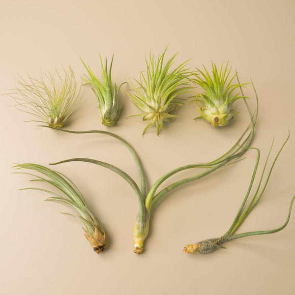 Air Plant Variety Pack (Tillandsia, 7 Pack)