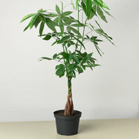 Braided Money Tree (Pachira aquatica)
