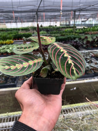 Red Prayer Plant (Maranta leuconeura)